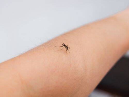 Naturalna ulga po ukąszeniach komarów